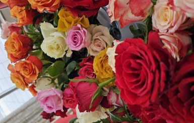 Auf dem Bild ist eine Auswahl verschiedener Rosen zu sehen.