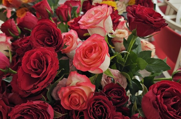 Auf dem Bild sind Rosen in verschiedenen Farben zu sehen.